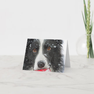 Border Collie Christmas Card