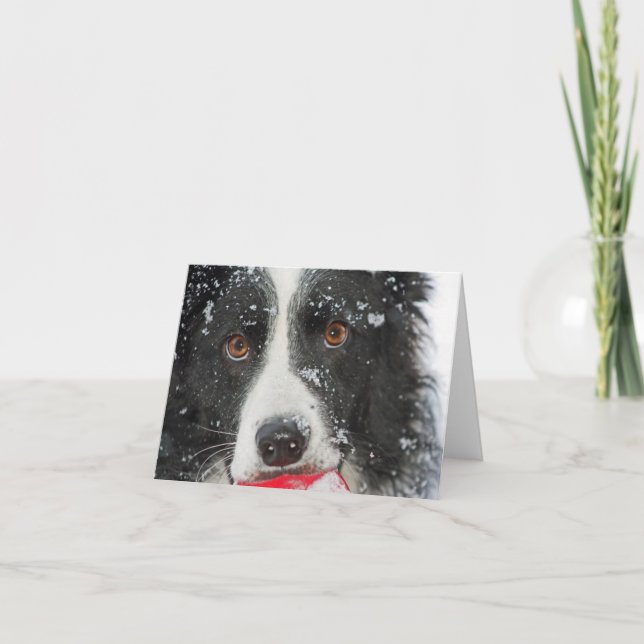 Border Collie Christmas Card (Front)