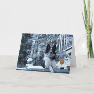 Border Collie Christmas Card