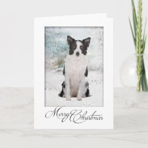 Border Collie Christmas Card