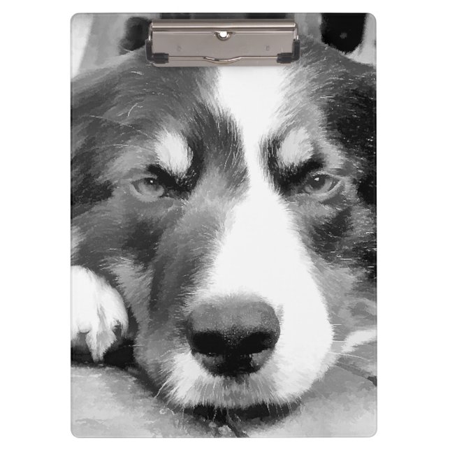 BORDER COLLIE CLIPBOARD (Front)