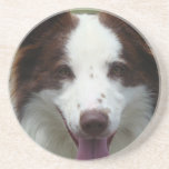 Border Collie Coasters