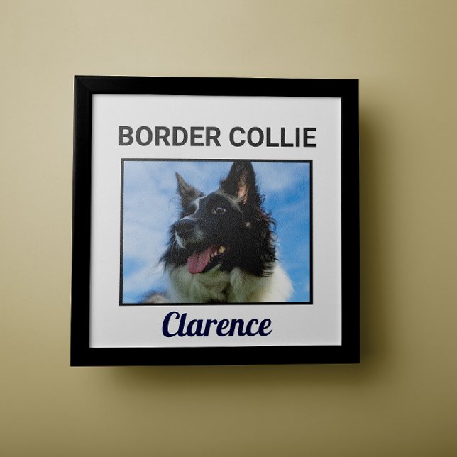 Border Collie Custom Dog Poster (Creator Uploaded)