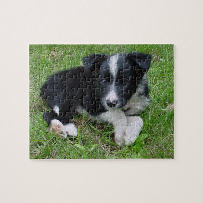 border collie puzzle