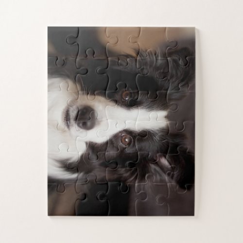 Border collie delight jigsaw puzzle