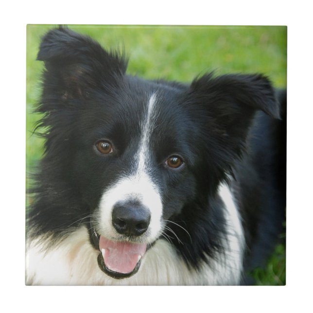 Border Collie Dog Add Text Pet Ceramic Tile (Front)