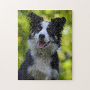 Border Collie dog beautiful photo jigsaw puzzle