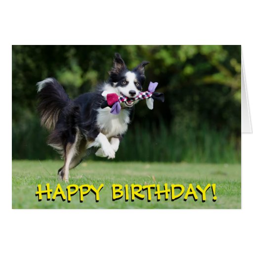 Border collie dog birthday card | Zazzle