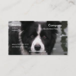 Border Collie Dog Business Card