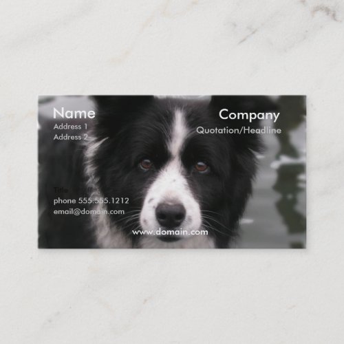 Border Collie Dog Business Card