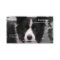 Border Collie Dog Business Card