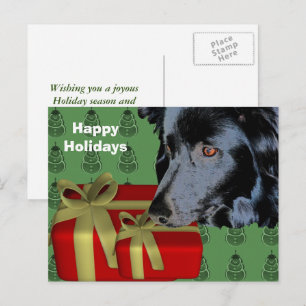 Border Collie Dog Christmas Holiday Postcard