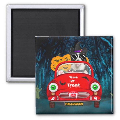 Border Collie Dog Driving Car Scary Halloween  Magnet