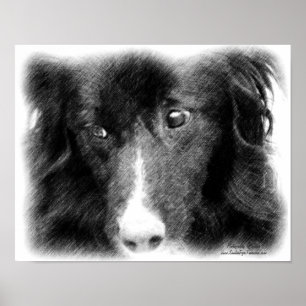 Border Collie Dog Face Pencil Art  Poster