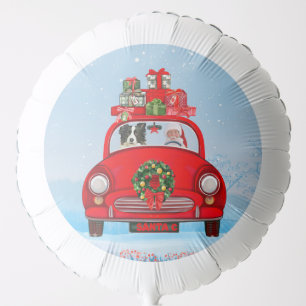 Border Collie Dog In Car With Santa Claus Balloon