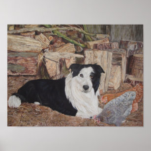 border collie dog in log shed with chickens poster
