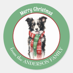 Border Collie Dog in Red and Green Christmas Scarf Classic Round Sticker