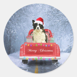 Border Collie Dog in Snow sitting in Christmas Classic Round Sticker
