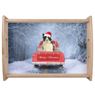 Border Collie Dog in Snow sitting in Christmas Serving Tray