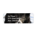 Border Collie Dog  Mailing Labels