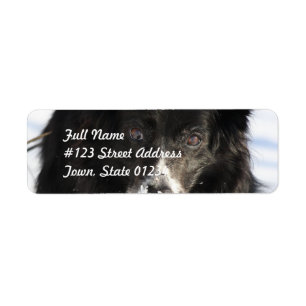 Border Collie Dog Mailing Labels