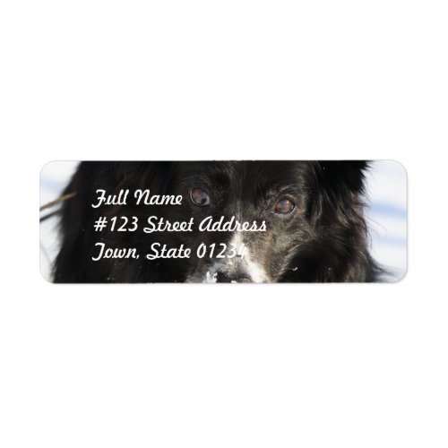 Border Collie Dog  Mailing Labels
