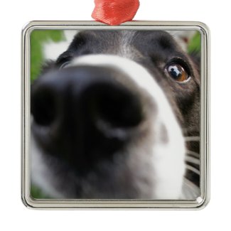 Border Collie Dog Nose Christmas Ornament