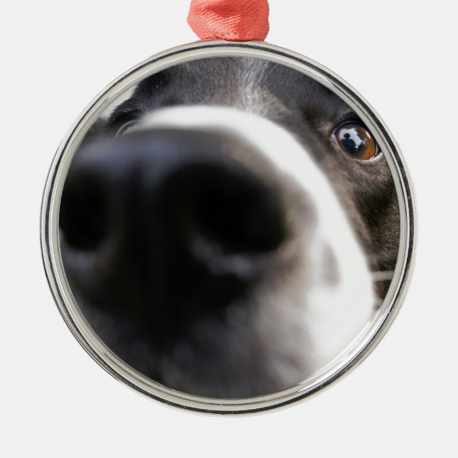 Border Collie Dog Nose Christmas Ornament (Front)