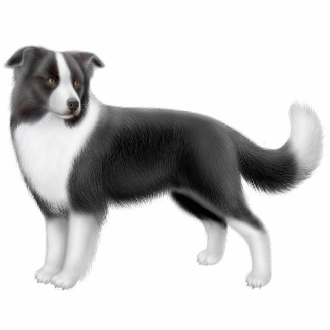 Border Collie Dog Ornament (Front)