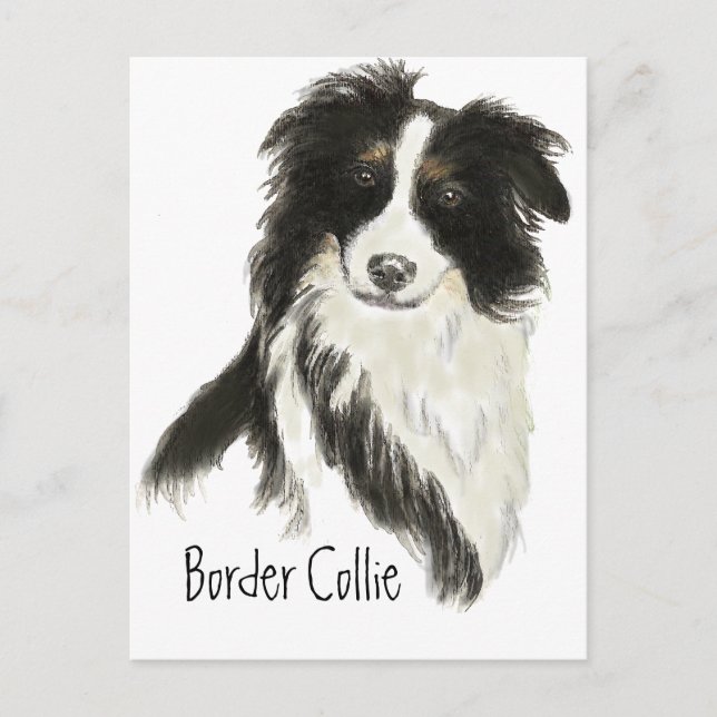 Border Collie Dog Pet Animal Postcard (Front)