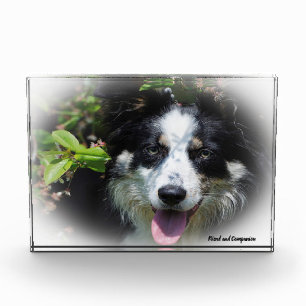 Border Collie Dog Photo Block