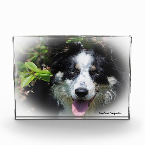 Border Collie Dog Photo Block