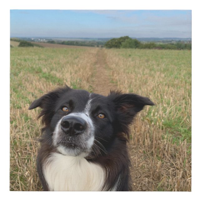 Border collie dog photo wall art (Front)