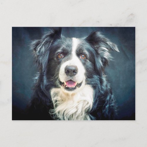 Border Collie Dog Portrait Postcard