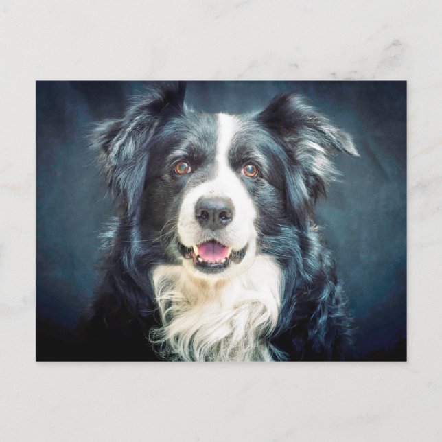 Border Collie Dog Portrait Postcard (Front)