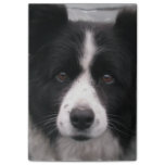 Border Collie Dog Post-it Notes