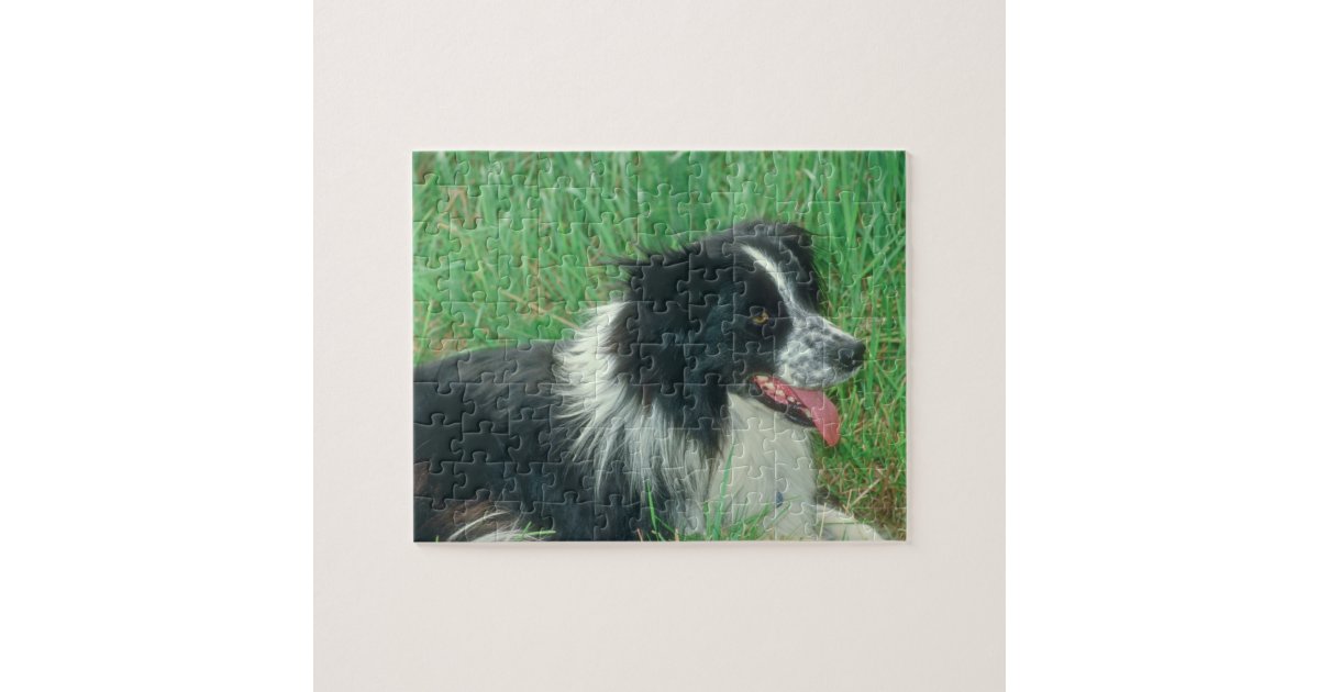 Border Collie Dog Puzzle Zazzle