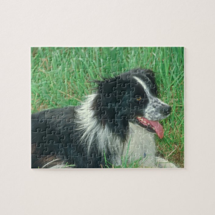 Border Collie Dog Puzzle