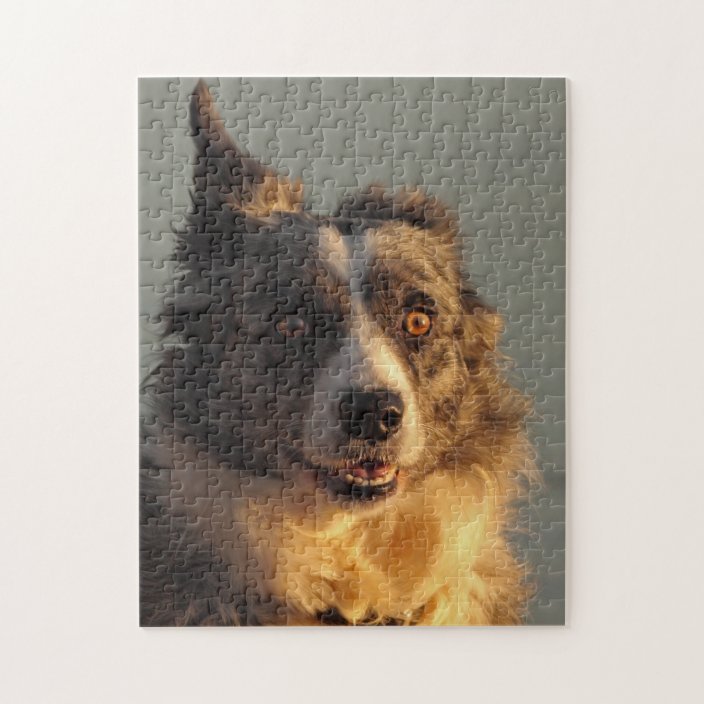 border collie puzzle