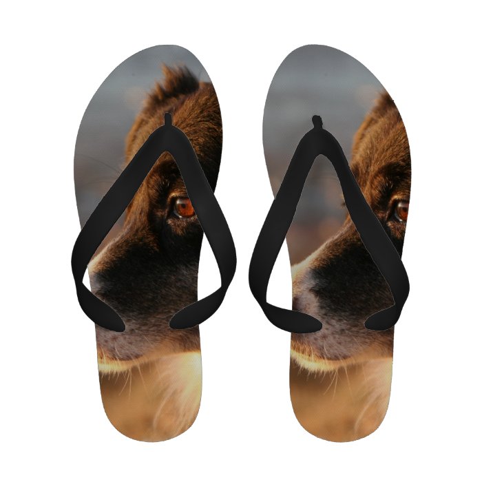 Border Collie Dog Sandals