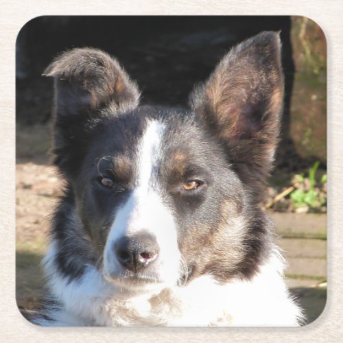 BORDER COLLIE DOG SQUARE PAPER COASTER