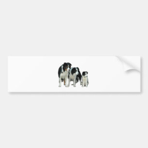 Border Collie Dogs Bumper Sticker