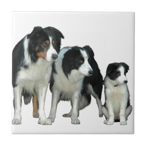 Border Collie Dogs Ceramic Tile