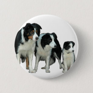 Border Collie Dogs Pinback Button