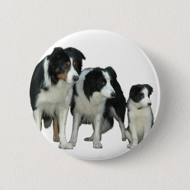 Border Collie Dogs Pinback Button (Front)