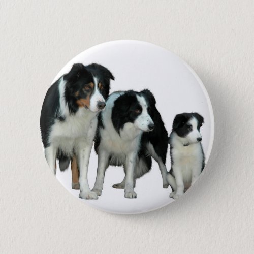 Border Collie Dogs Pinback Button