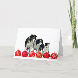 Border Collie Dogs with Red Christmas Ornaments Holiday Card