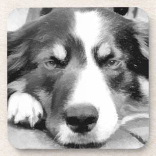 BORDER COLLIE DRINK COASTER