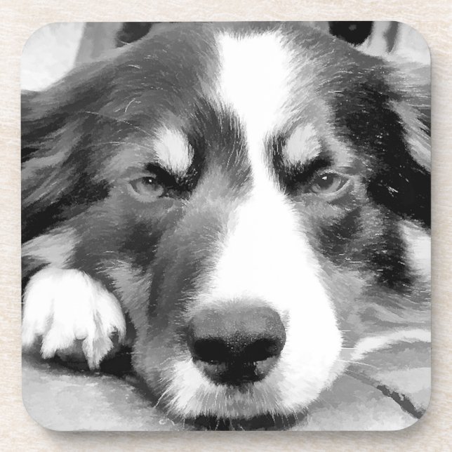 BORDER COLLIE DRINK COASTER (Front)