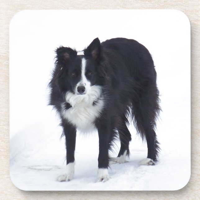 Border Collie Drink Coaster (Front)